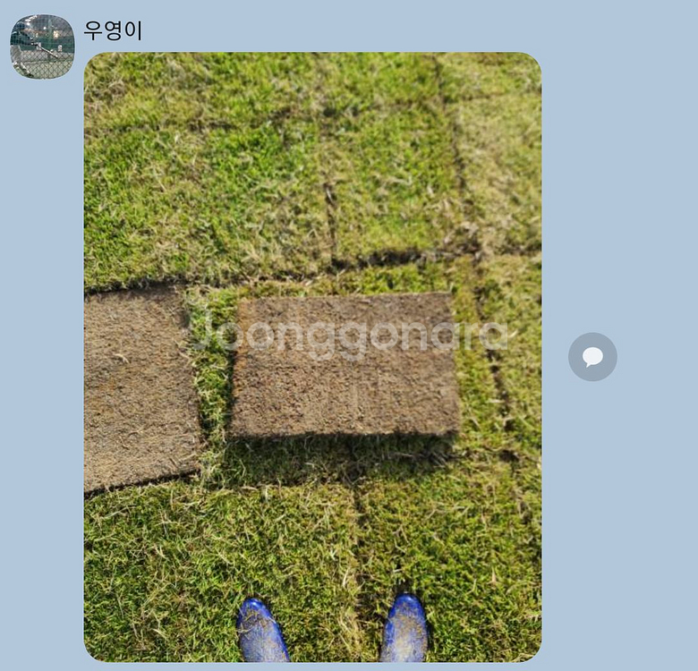 잔디--4