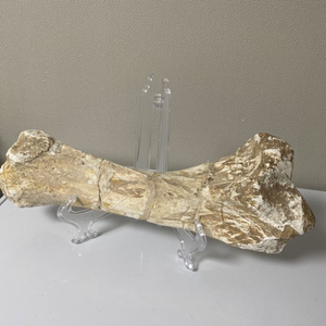 원시코뿔소 킬로테리움 다리뼈 화석