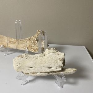 프로그나토돈(모사사우루스과 파충류)턱 뼈 화석