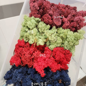 스칸디아모스 500g