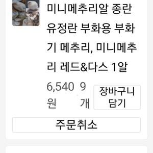 앰플.크림