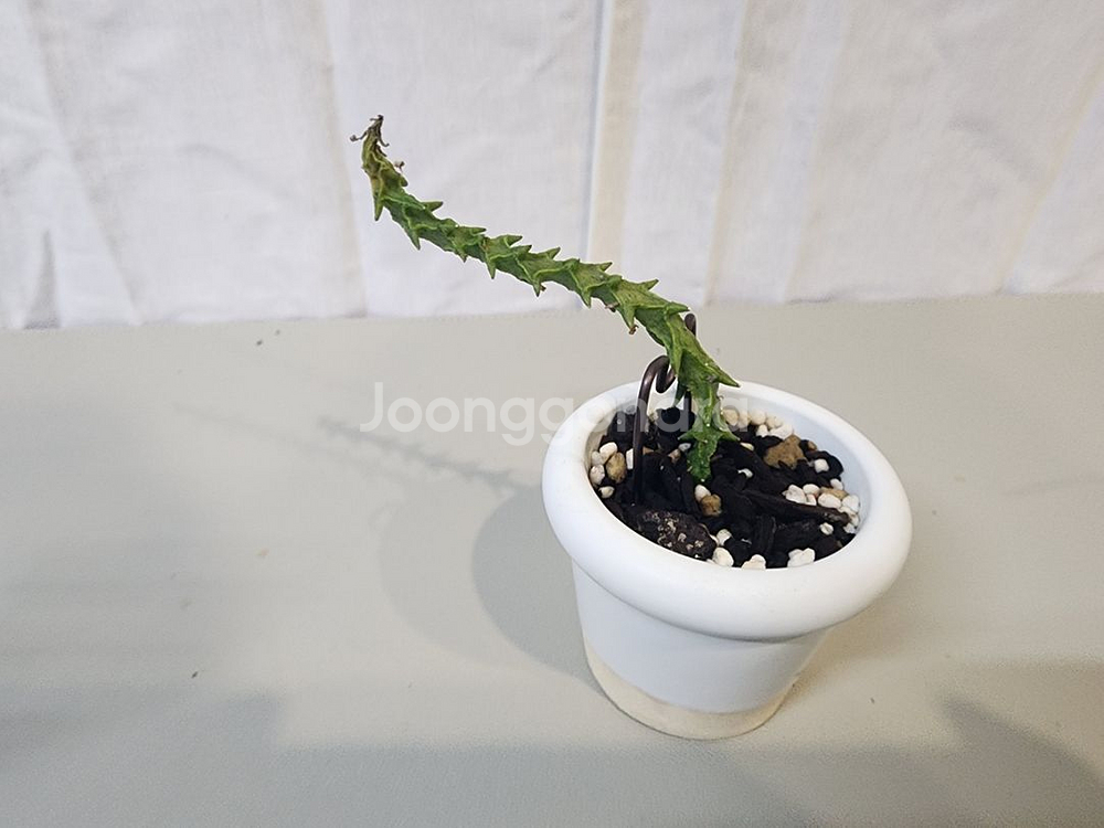아프리카식물 세로페기아 아르망디아이, 시모네 일괄--3