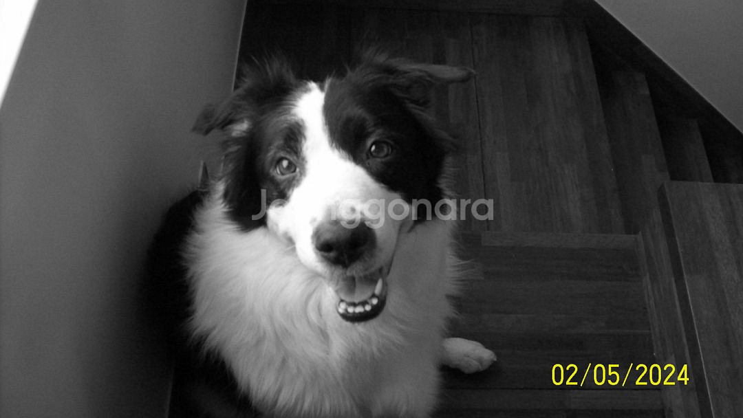 (실제찍은사진첨부) 캐논 이지쉐어 c613--8