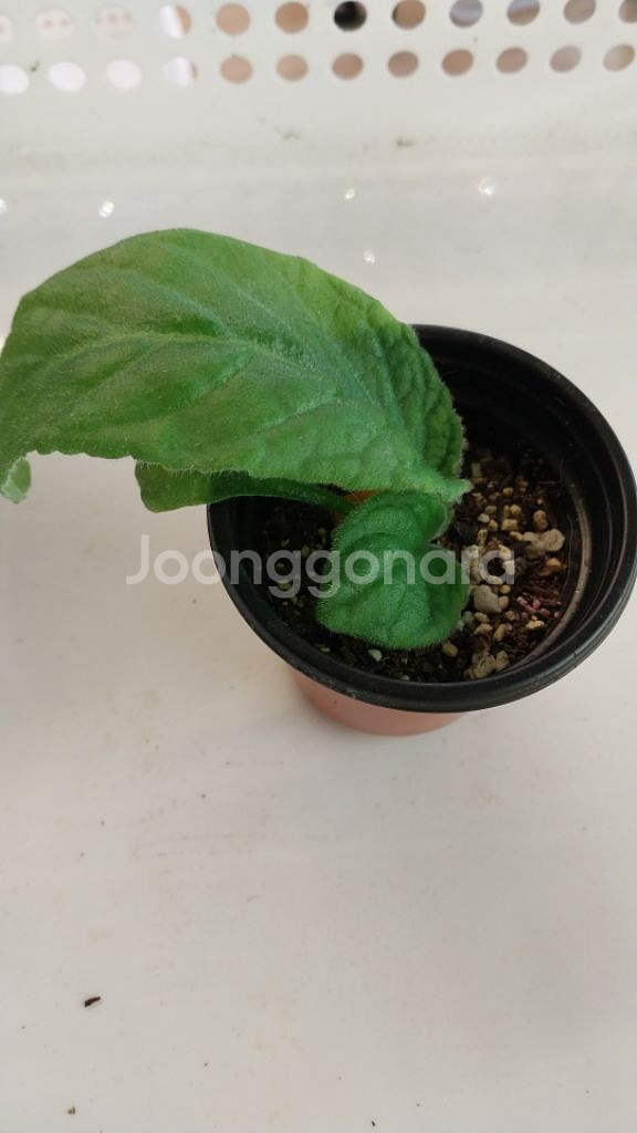 스트렙토카르푸스 플라워 붐--1