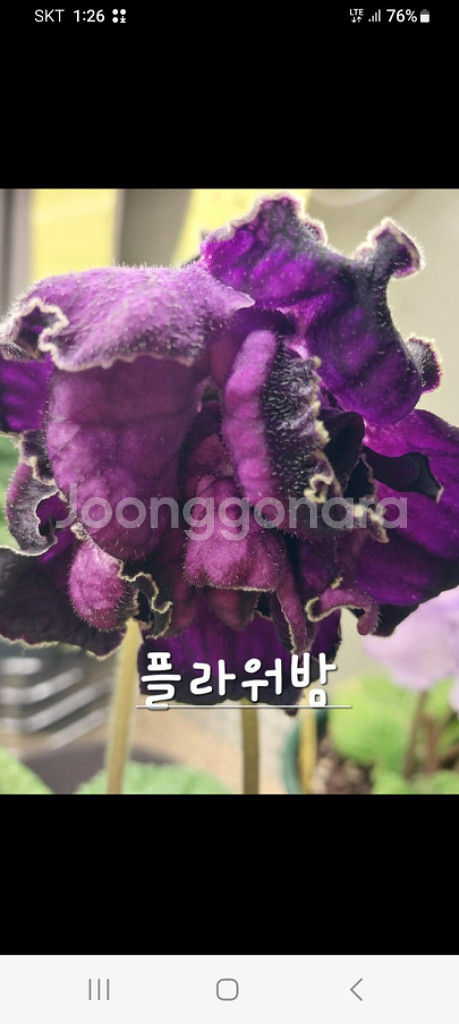스트렙토카르푸스 플라워 붐--3