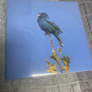 (LP) 윤지영 - Bule Bird