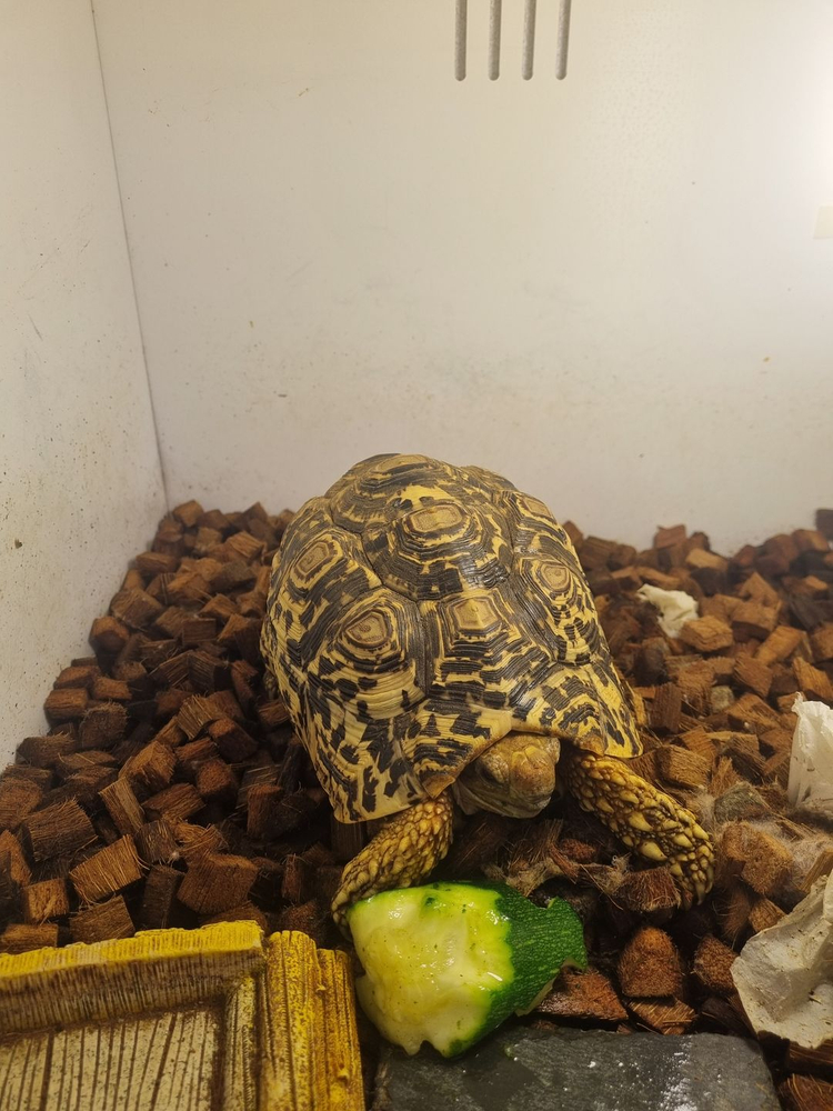 레오파드육지거북 이미지