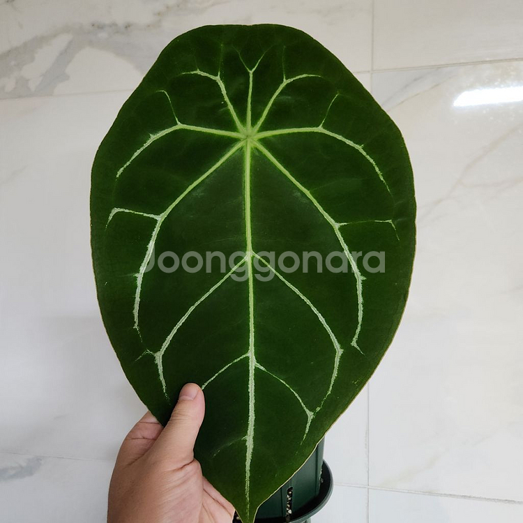 안스리움 매그니피컴 포게티--5