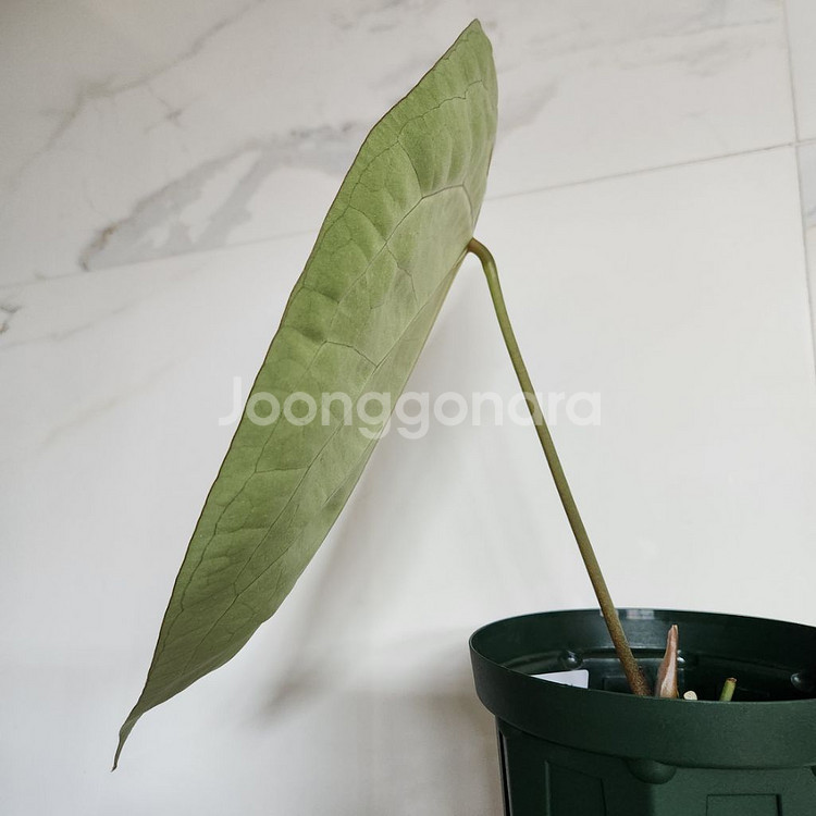 안스리움 매그니피컴 포게티--7