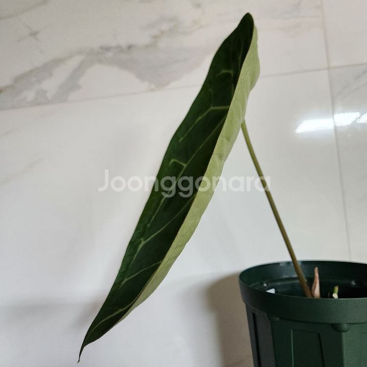 안스리움 매그니피컴 포게티--6