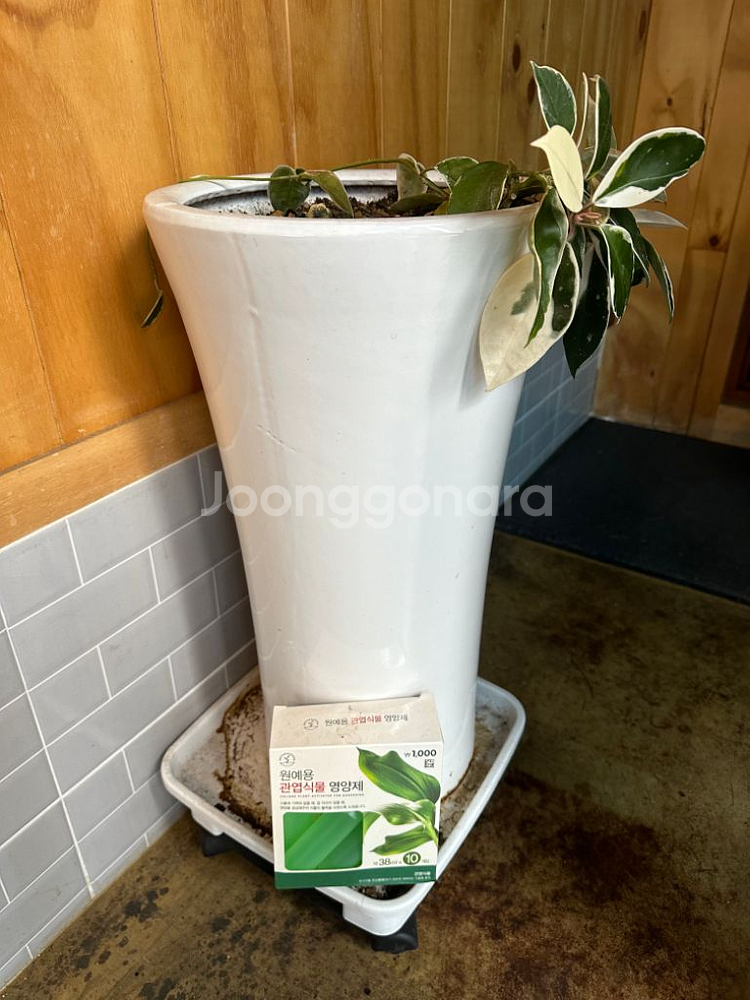 큰화분 2개+받침대 2개+고무나무??--2