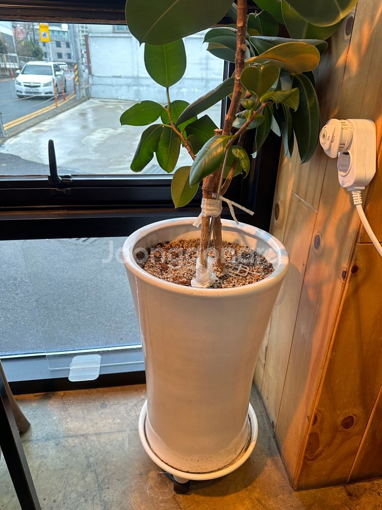 큰화분 2개+받침대 2개+고무나무??--0