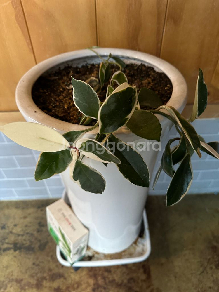 큰화분 2개+받침대 2개+고무나무??--1