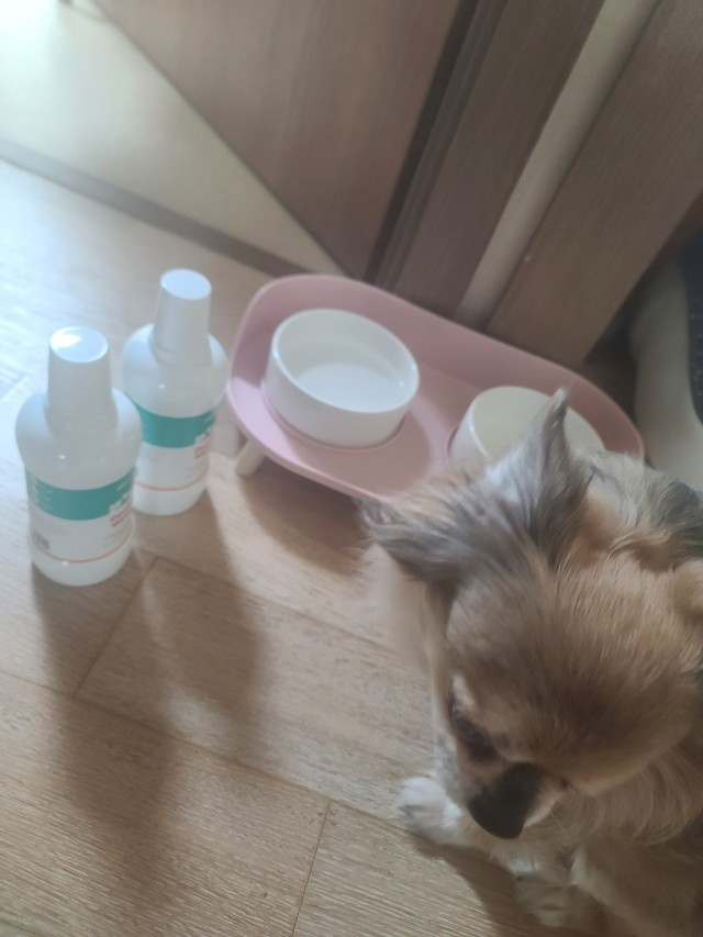 펫츠워드 강아지 고양이 덴탈워터 입냄새 치석제거 이미지