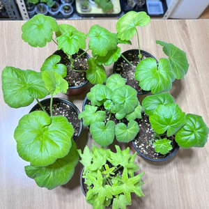 (꽃 식물) 제라늄 6종 일괄가격- (봄 식물 추천)