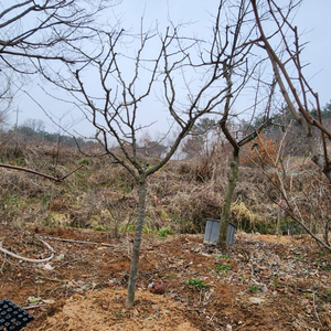 서부해당화