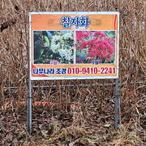 조경수 에로우 불루엔젤 칠자화 8년생불루아이 셀프레아