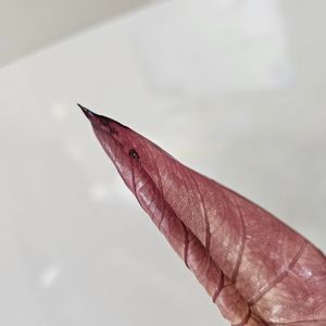 포토도라+세렌+무늬파이퍼+핑크미칸