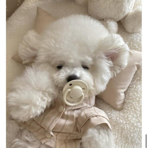 강아지 커플 잠옷 파자마 세트 (파피어 papier)