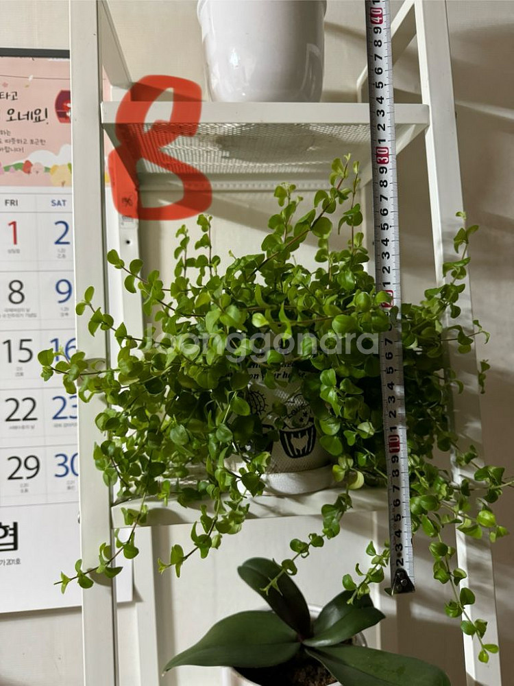 화분판매(가격내림)_묶음 네고 가능--5