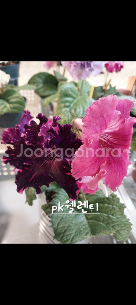 스트렙토카르푸스 pk 월렌티--3