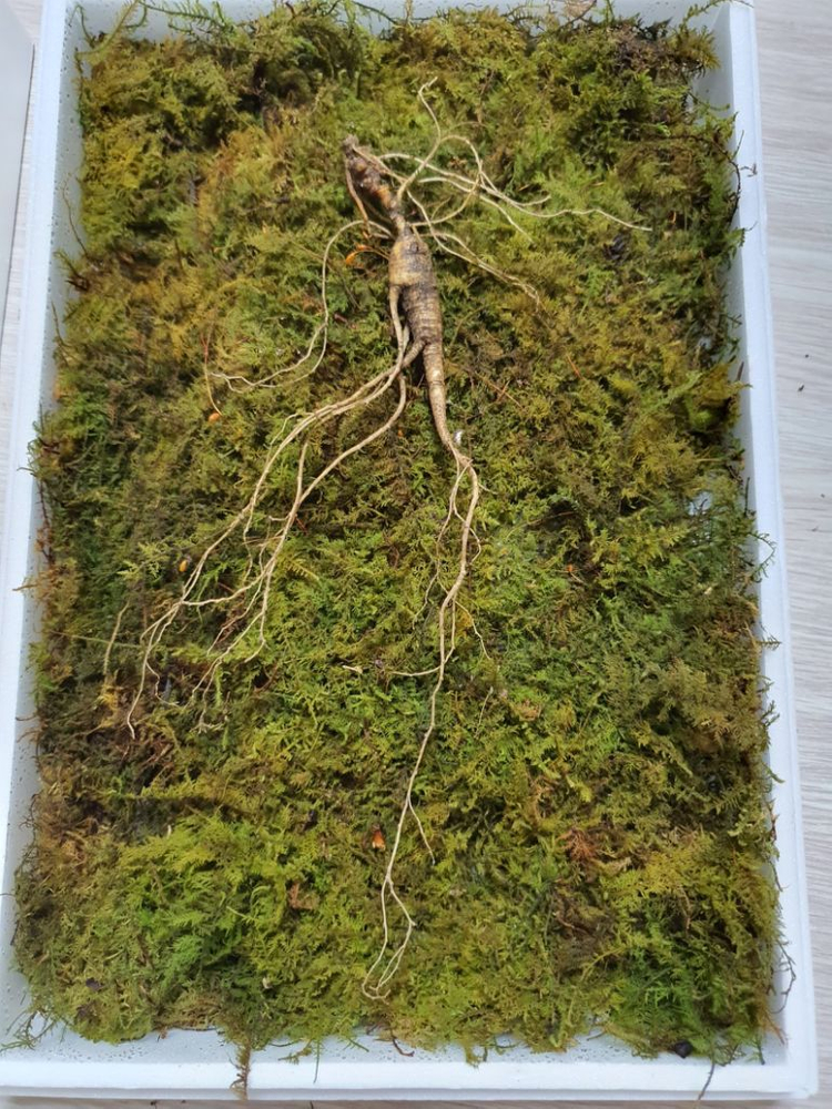 자연산 산삼(방치삼) 20년근 추정 18뿌리 이미지