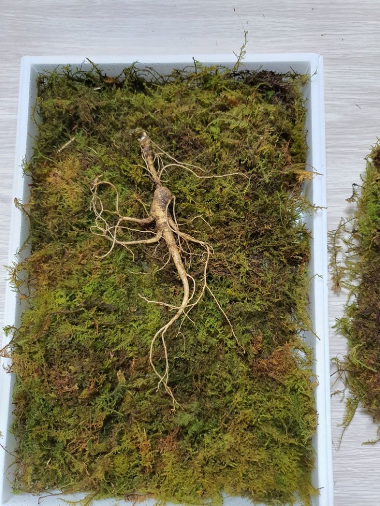 자연산 산삼(방치삼) 20년근 추정 18뿌리 이미지