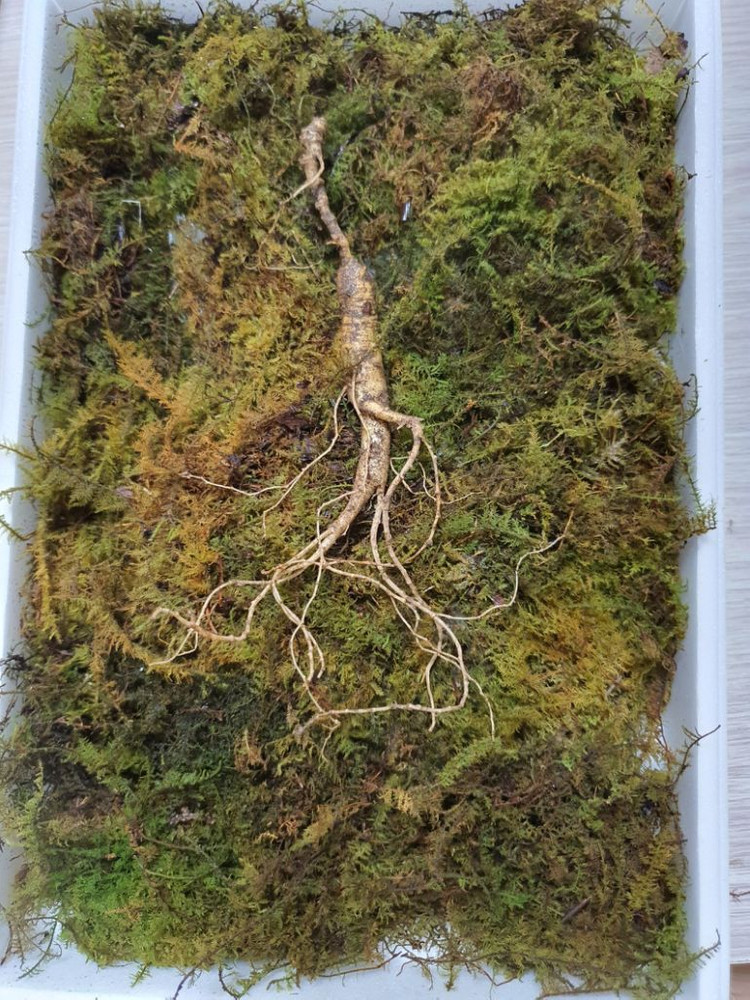 자연산 산삼(방치삼) 20년근 추정 18뿌리 이미지