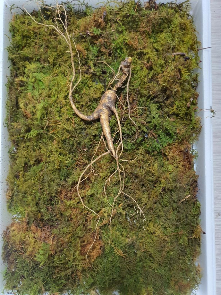 자연산 산삼(방치삼) 20년근 추정 18뿌리 이미지