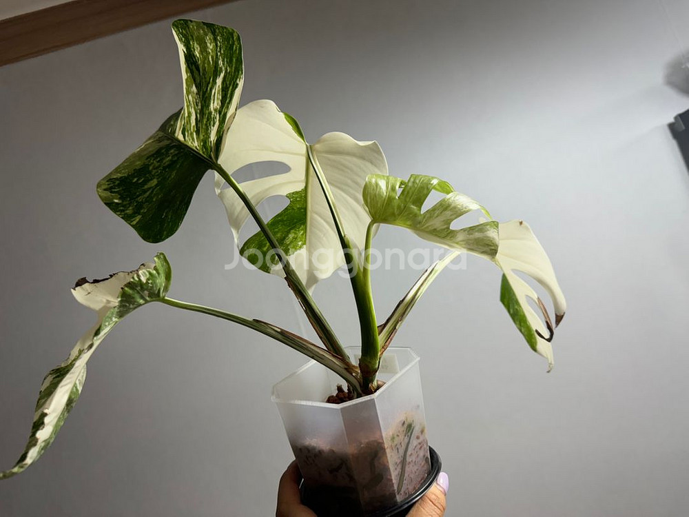 몬스테라 알보 바리에가타--1