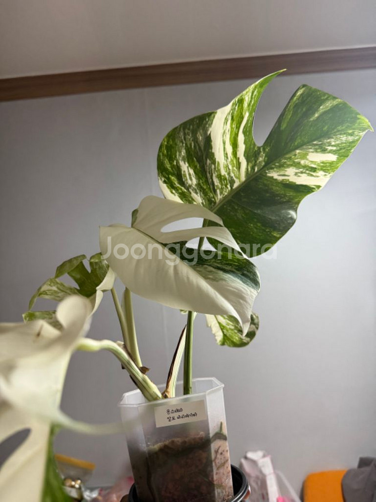 몬스테라 알보 바리에가타--3