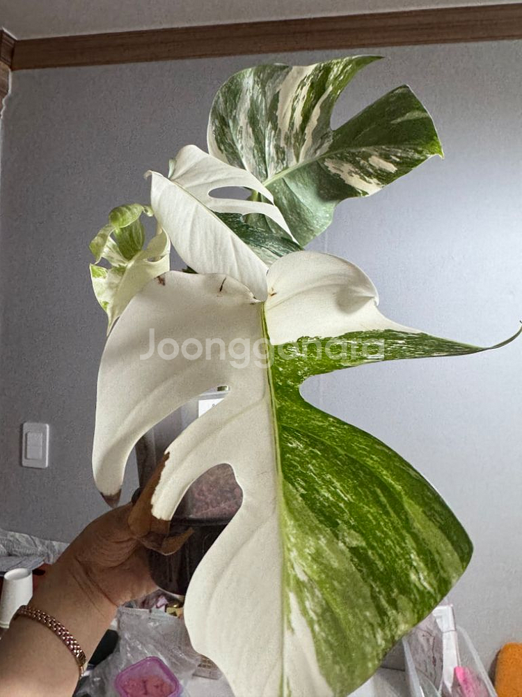 몬스테라 알보 바리에가타--2