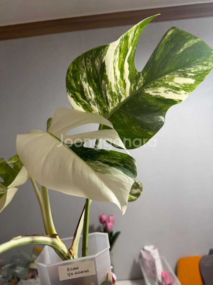 몬스테라 알보 바리에가타--4