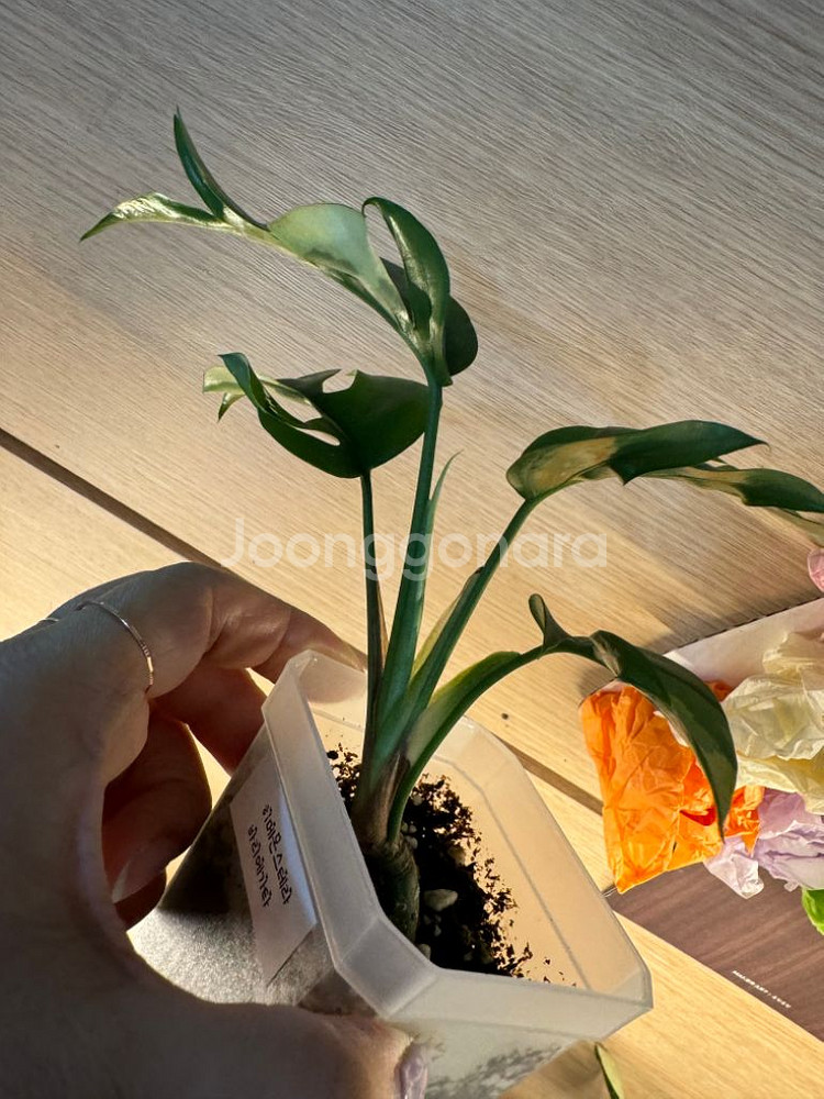 몬스테라 히메--2