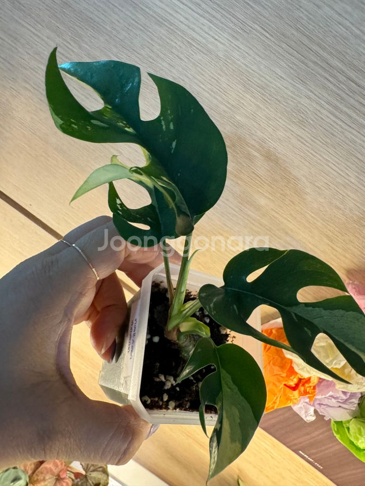 몬스테라 히메--4