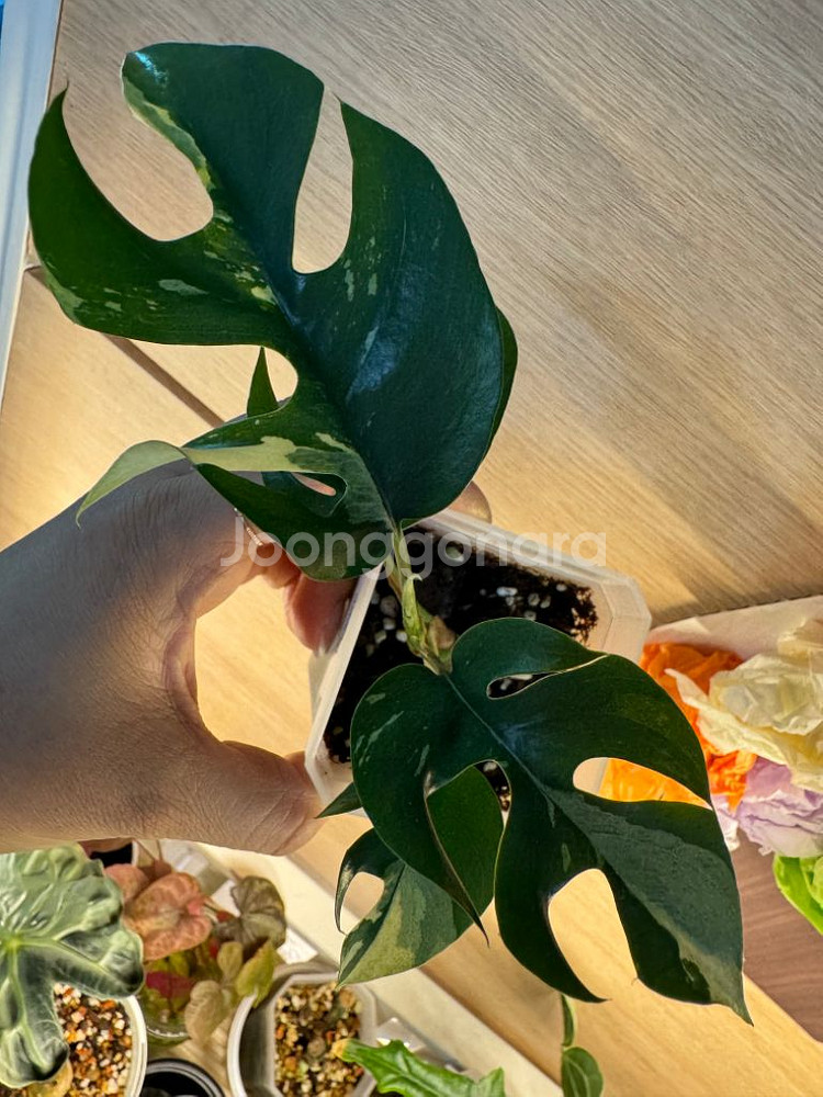 몬스테라 히메--3