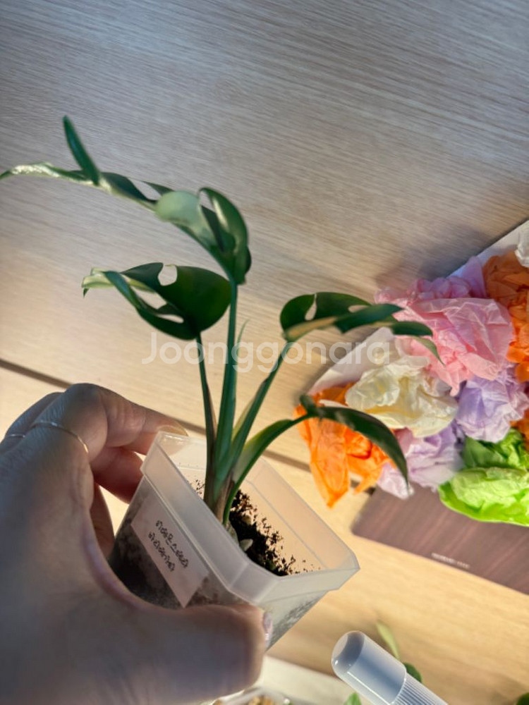 몬스테라 히메--6