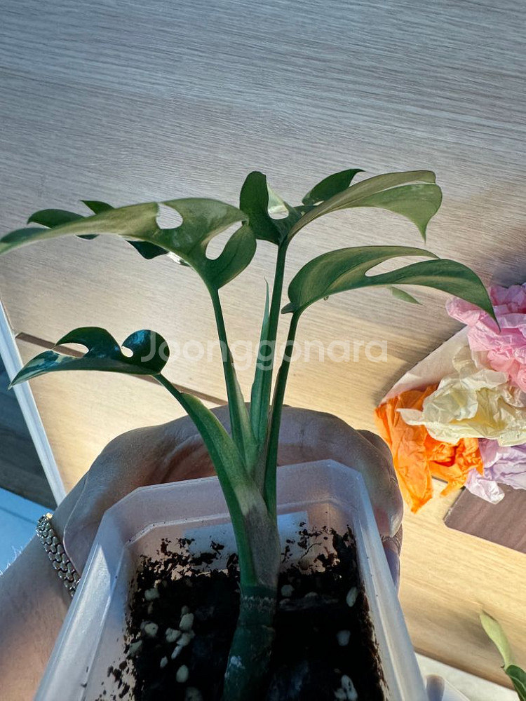 몬스테라 히메--5