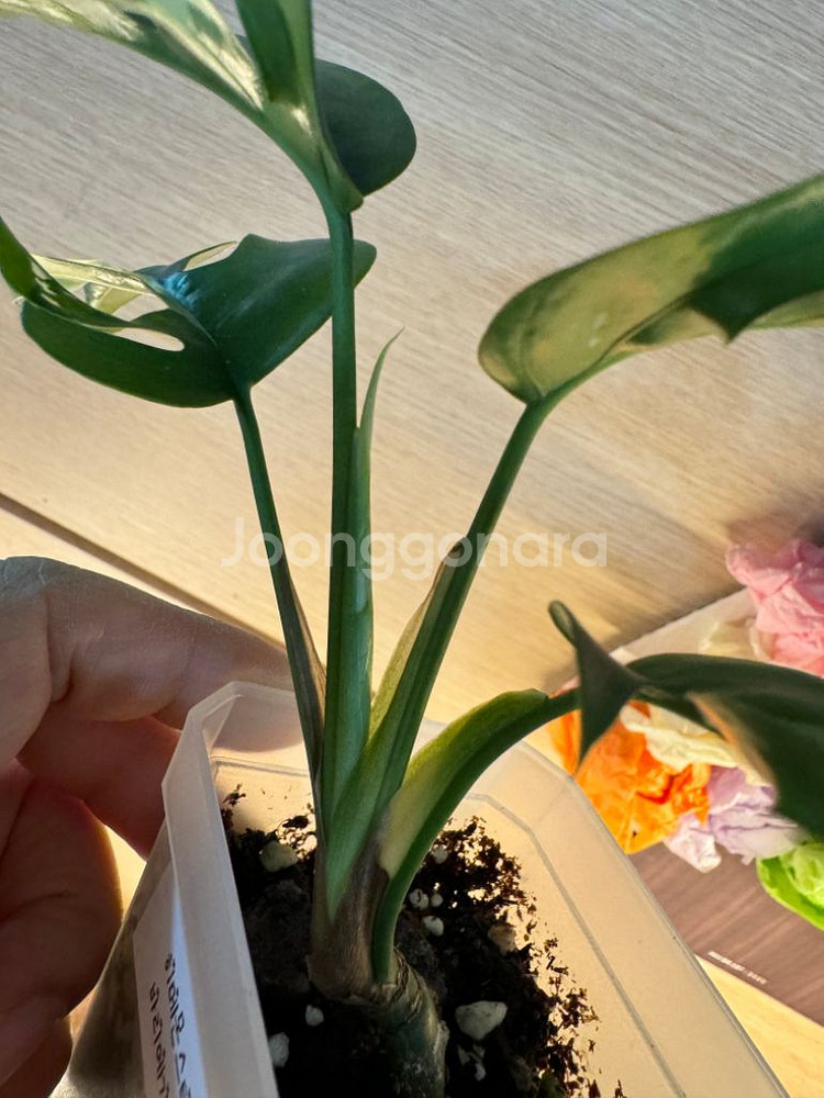 몬스테라 히메--7