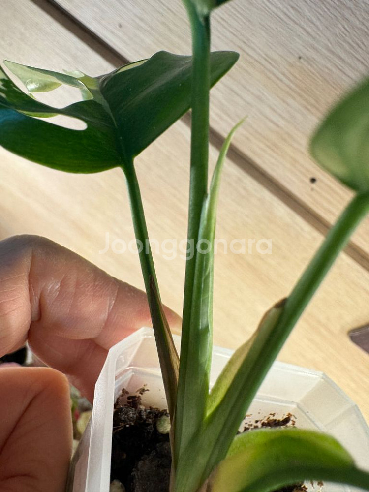 몬스테라 히메--8