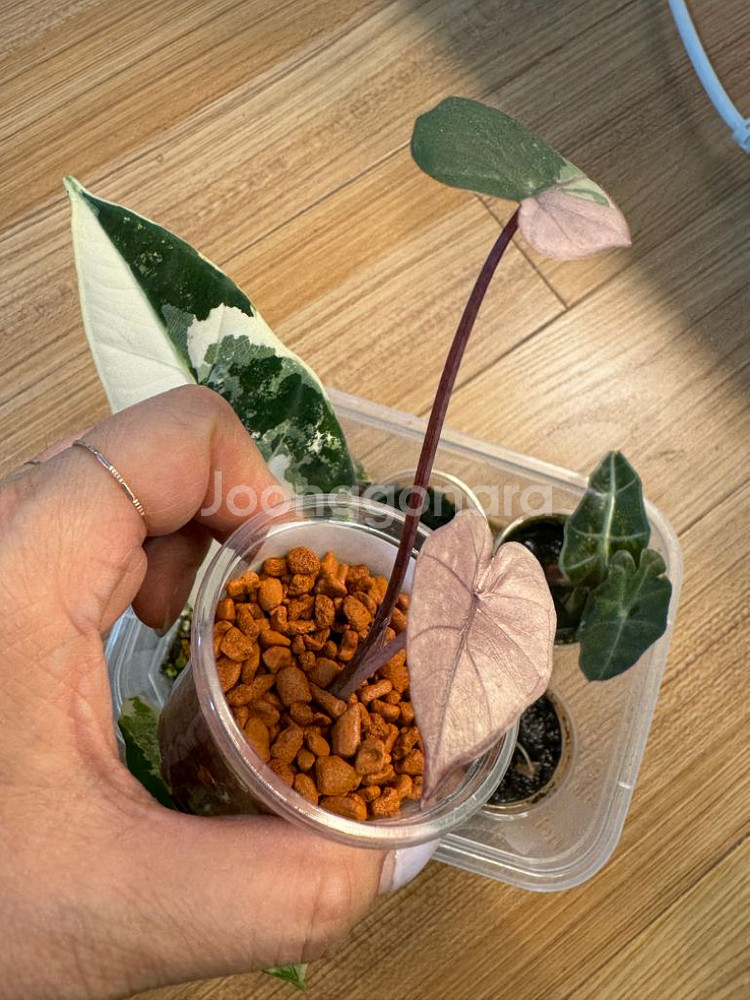 알로카시아 플럼배바리에가타--2