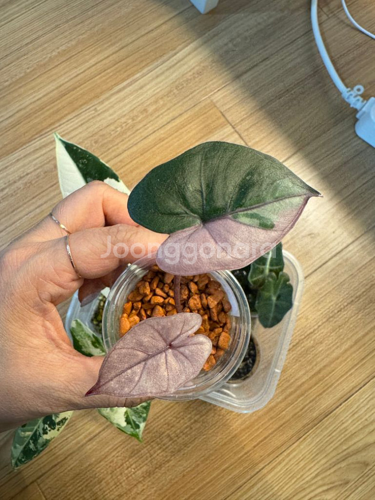 알로카시아 플럼배바리에가타--1