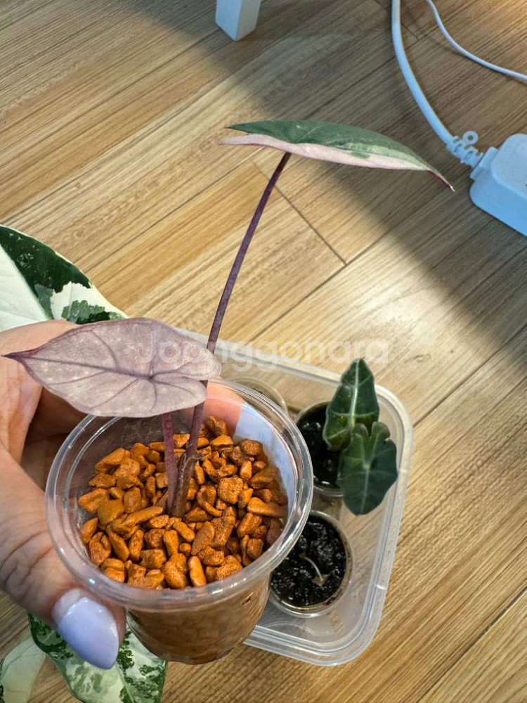 알로카시아 플럼배바리에가타--4