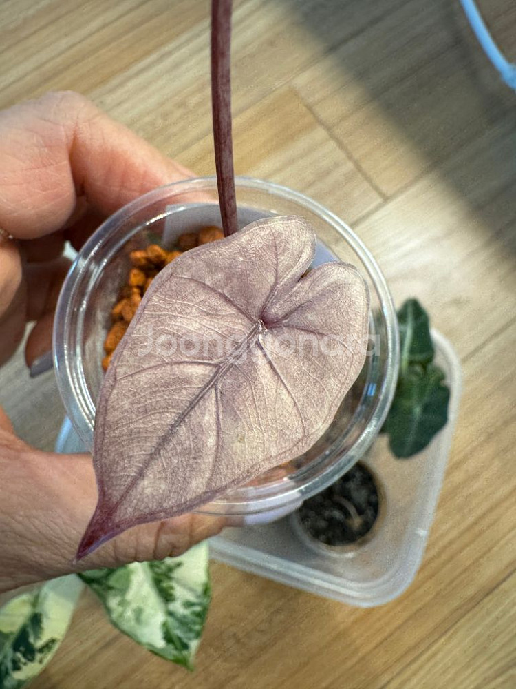 알로카시아 플럼배바리에가타--3