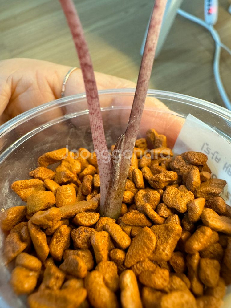 알로카시아 플럼배바리에가타--5