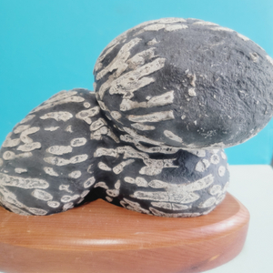 사방산호화석