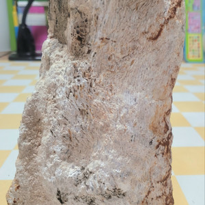 규화목(나무화석)