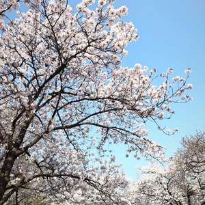 최강야구 댈티 해드립니다