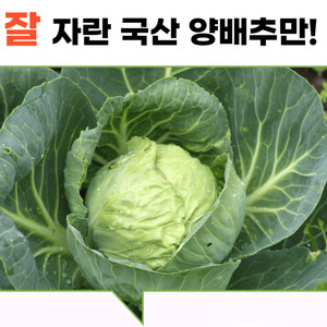 국내산 양배추환 위건강 변비개선 450g 장수식품