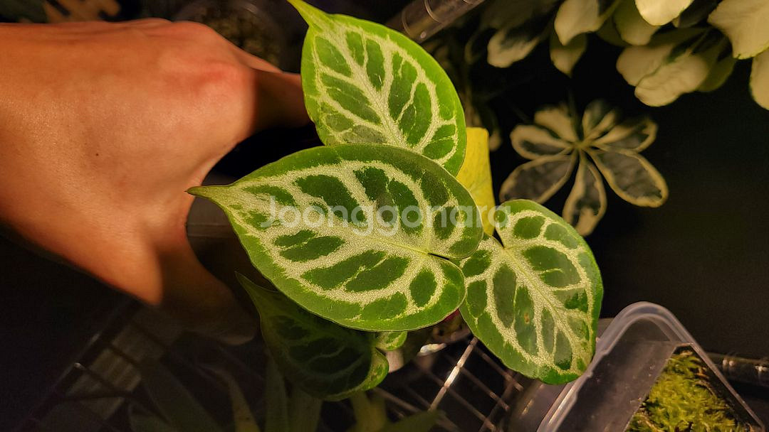 안스리움 실버타이거--1